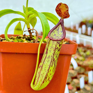Tropical Pitcher, Nepenthes 'copelandii' -   - Carnivorous Plant