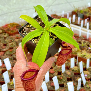 Tropical Pitcher, Nepenthes 'talagensis x ventricosa' -   - Carnivorous Plant