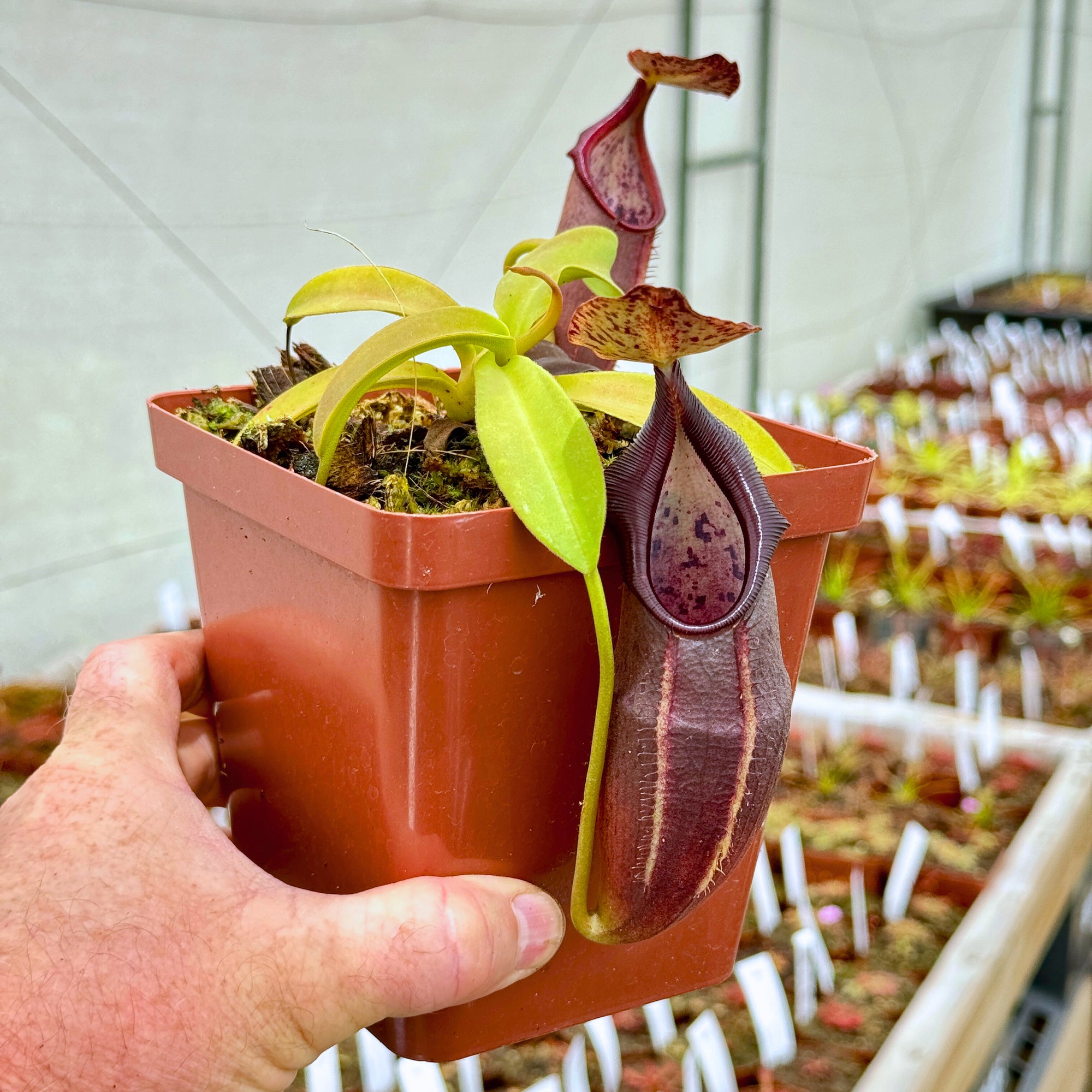 Tropical Pitcher, Nepenthes 'Bongso' -  Medium plant in 12cm plastic pot - Carnivorous Plant
