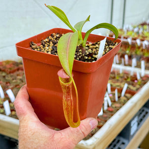 Tropical Pitcher, Nepenthes '(maxima x thorelii) x trusmadiensis' -  Medium plant in 12cm plastic pot - Carnivorous Plant