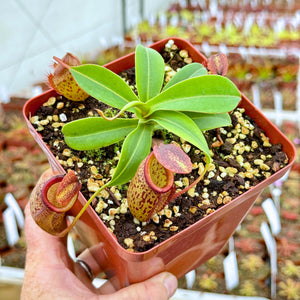 Tropical Pitcher, Nepenthes 'talangensis x sibuyanensis,' BE-3641 -   - Carnivorous Plant