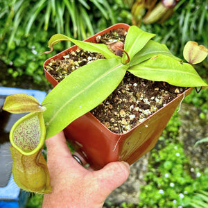 Tropical Pitcher, Nepenthes 'Hirsuta x Rebecca Soper (Louisa)' -   - Carnivorous Plant