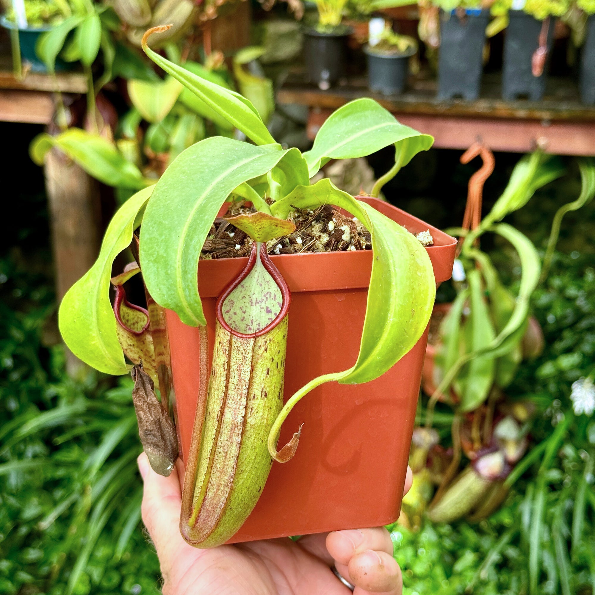 Tropical Pitcher, Nepenthes 'SP#1,' BE-3172 -   - Carnivorous Plant