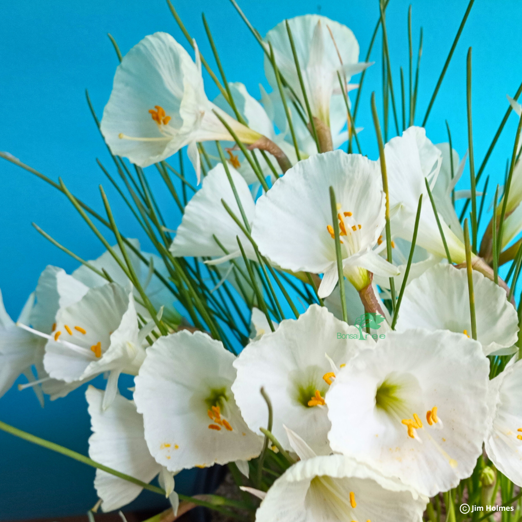 Narcissus cantabricus, 5 bulbs. Rare and Exotic. -   - Bulbs