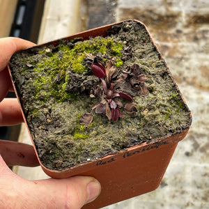 Venus Fly Trap, 'Red Periscope.' Special Import. -   - Carnivorous Plant