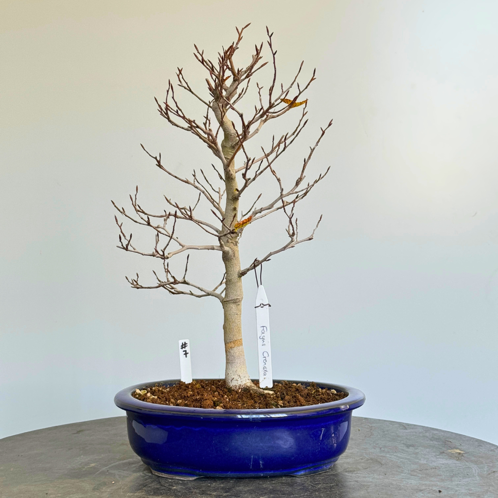 Japanese Import Auction Catalog, Summer 2025