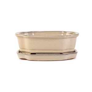 Assorted Glazed Bonsai Pots with Saucer, 8" -  Ivory Rectangle with matching saucer, 21 x 17 x 7cm - Pots