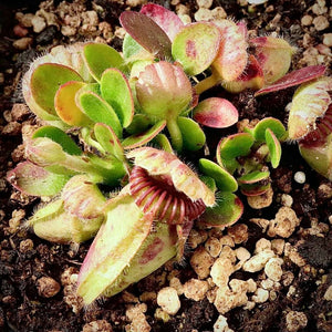 Cephalotus, Albany Pitcher Plant -  'German Giant' in 9cm plastic container - Carnivorous Plant