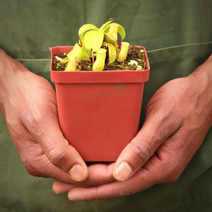 Tropical Pitcher, Nepenthes 'Captain Hook' -  5-9cm leaf span in 9cm plastic container - Carnivorous Plant