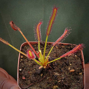 Sundew, Drosera capensis -  Typical. Small to Medium plant. 7.5cm plastic container. - Carnivorous Plant