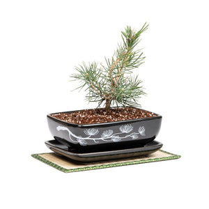 Black Pine Bonsai Growing Kit -   - Promotional Items