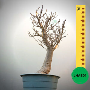 Baobab Bonsai -  70 x 43 x 45 x 18. Bare rooted. Media and container not included. - Trees