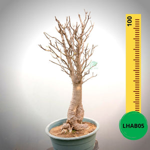 Baobab Bonsai -  100 x 50 x 50 x 22. Bare rooted. Media and container not included. - Trees