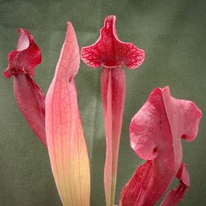 Trumpet Pitcher, Sarracenia 'Trumpet' -   - Carnivorous Plant