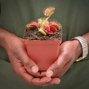Venus Fly Trap, 'G16' -  2 year old plant. 7.5cm plastic container. - Carnivorous Plant