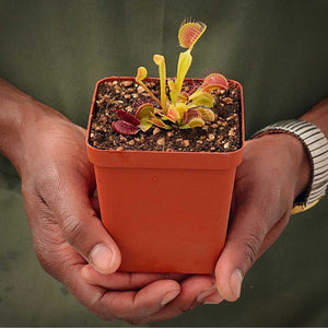 Venus Fly Trap, 'Blood Moon' -  2 year old plant. 7.5cm plastic container. - Carnivorous Plant