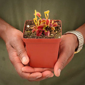 Venus Fly Trap, 'Samurai' -  2 year old plant. 7.5cm plastic container. - Carnivorous Plant