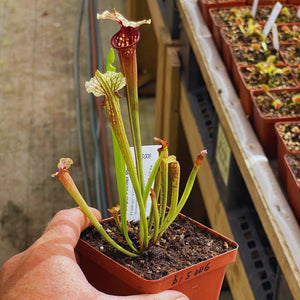 Trumpet Pitcher, Sarracenia 'Wilkerson White Knight x Wilkerson Red #4.' Special Import. -  Small to Medium plant. 7.5cm plastic container. - Carnivorous Plant