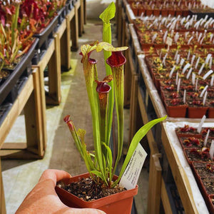 Trumpet Pitcher, Sarracenia 'Hybrid 01 x Ornata Red Throat #6.' Special Import. -  Small to Medium plant. 7.5cm plastic container. - Carnivorous Plant