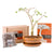 Acacia Bonsai Growing Kit -   - Promotional Items