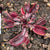 Venus Fly Trap, 'Clayton Vulcanic Red.' Special Import. -   - Carnivorous Plant