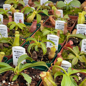 Tropical Pitcher, Nepenthes 'rokko x spathulata' -   - Carnivorous Plant