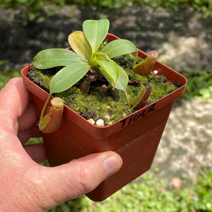 Tropical Pitcher, Nepenthes 'glandulifera x boschiana' -  5-9cm leaf span in 9cm plastic container - Carnivorous Plant