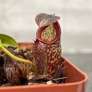 Tropical Pitcher, Nepenthes 'Lady Pauline', BE-3679 -   - Carnivorous Plant