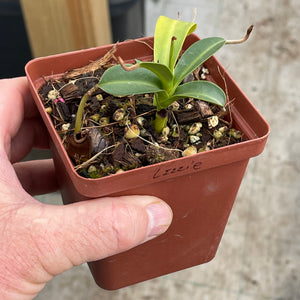 Tropical Pitcher, Nepenthes 'Lizzie' -  Small plant in 9cm plastic pot - Carnivorous Plant