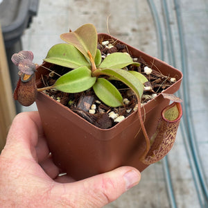 Tropical Pitcher, Nepenthes 'rokko x gentle' -  Medium plant in 12cm plastic pot - Carnivorous Plant