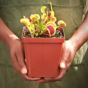Venus Fly Trap, 'Jaws' -  3 years or older. 12cm plastic container. - Carnivorous Plant