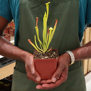 Trumpet Pitcher, Sarracenia 'Phumesa' -  Small to Medium plant. 7.5cm plastic container. - Carnivorous Plant