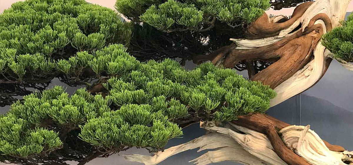 a ponytail palm Ponytail Palm