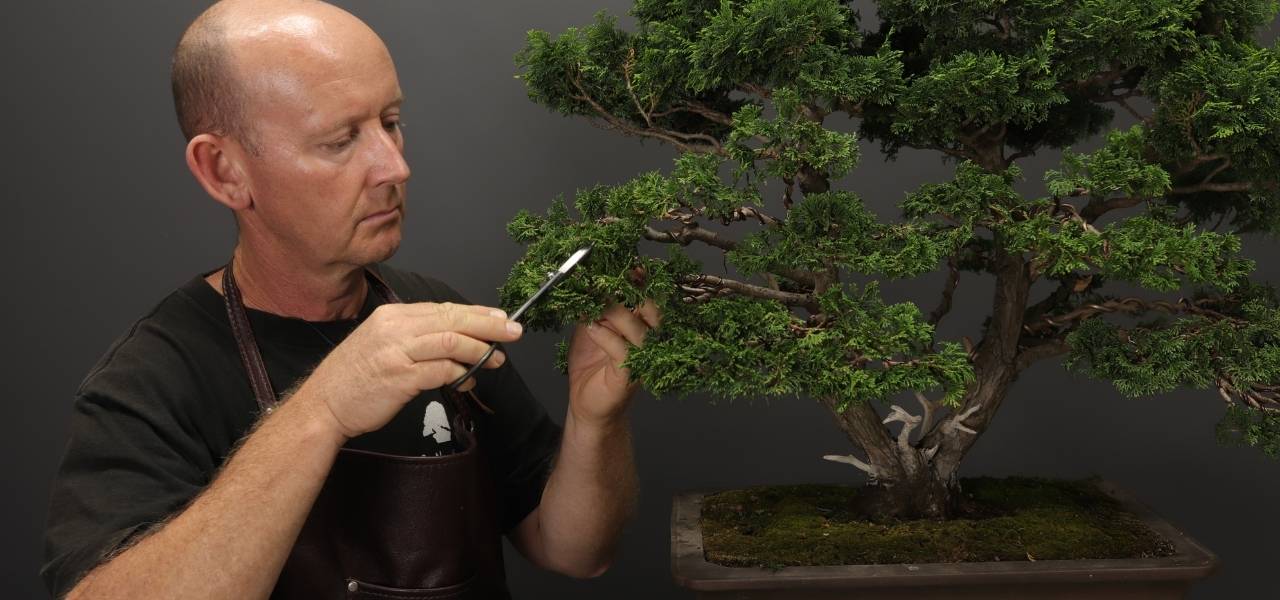 shaping and styling of bonsai trees