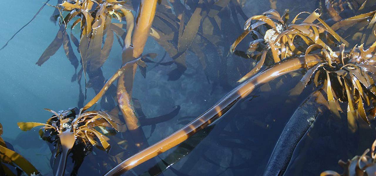 seaweed kelp plants bonsai