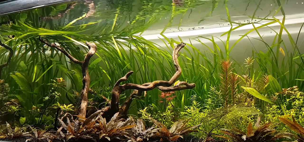 Shrimp breeding akadama substrate