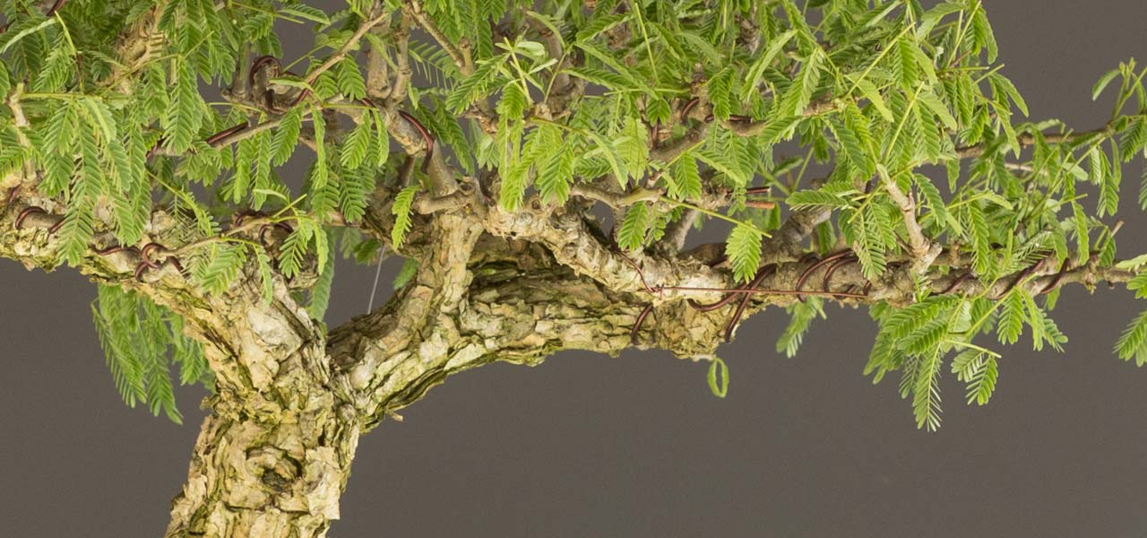 Acacia bonsai in Pierneef Style