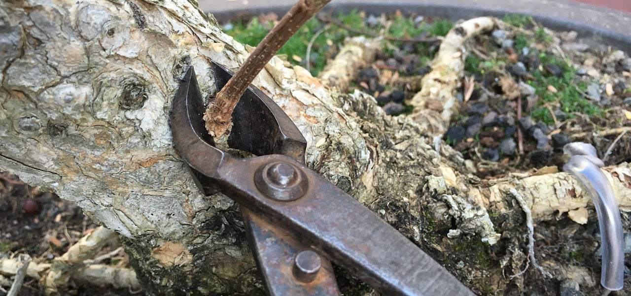 acacia bonsai tree gets a new styling