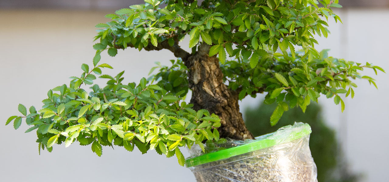 Hennie Nel Air layering a chinese elm bonsai tree