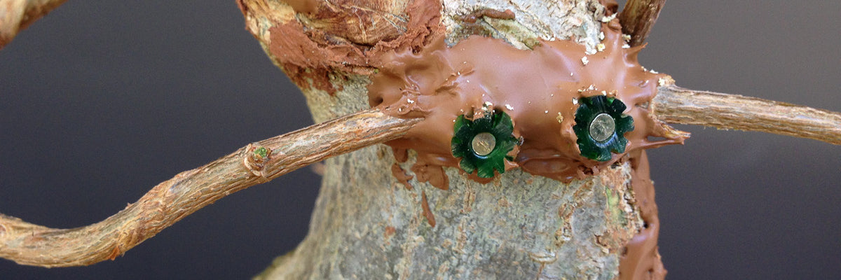 approach grafting bonsai trees