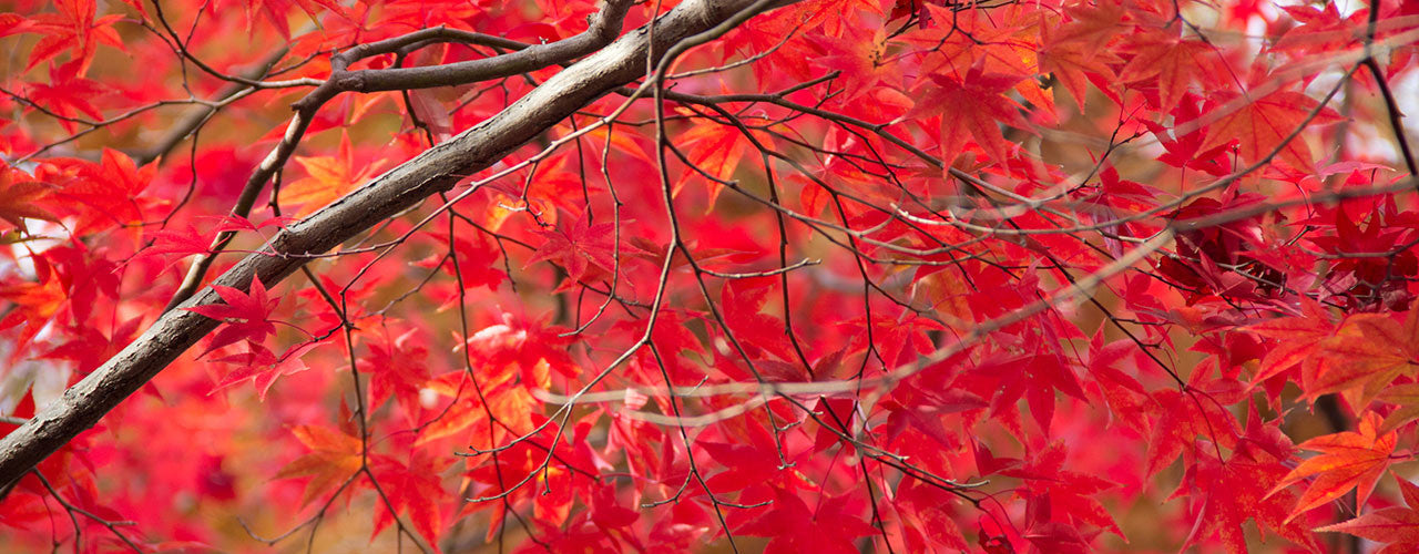 bonsai trees autumn colour