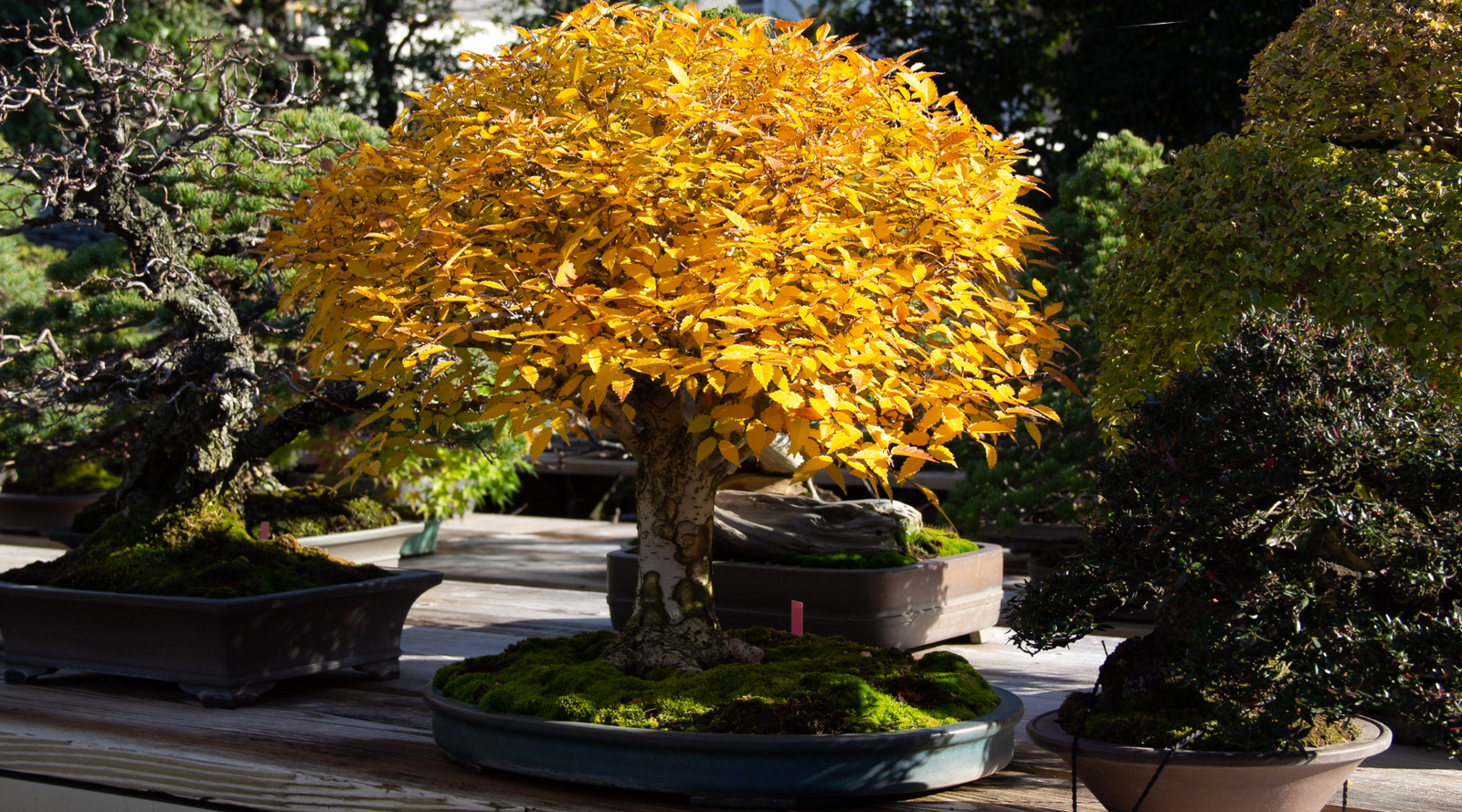 autumn fertilizer bonsai