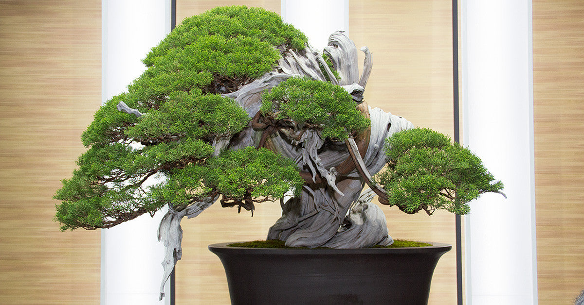 saitama bonsai convention japan 2017
