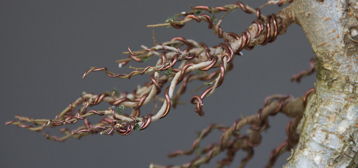 bonsai tips and suggestions