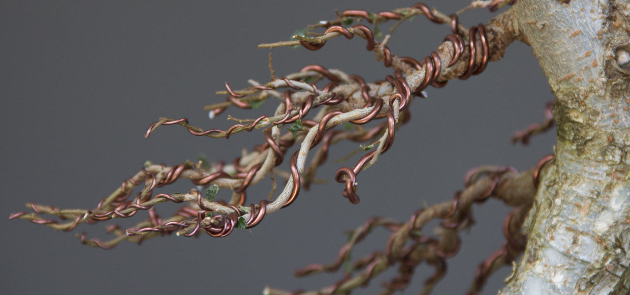 Wire Strands Are Shaped Into Sculptures of Bonsai Trees