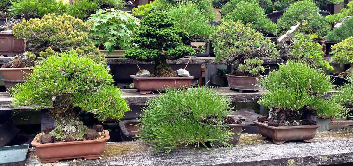Bonsai tree fertilizer