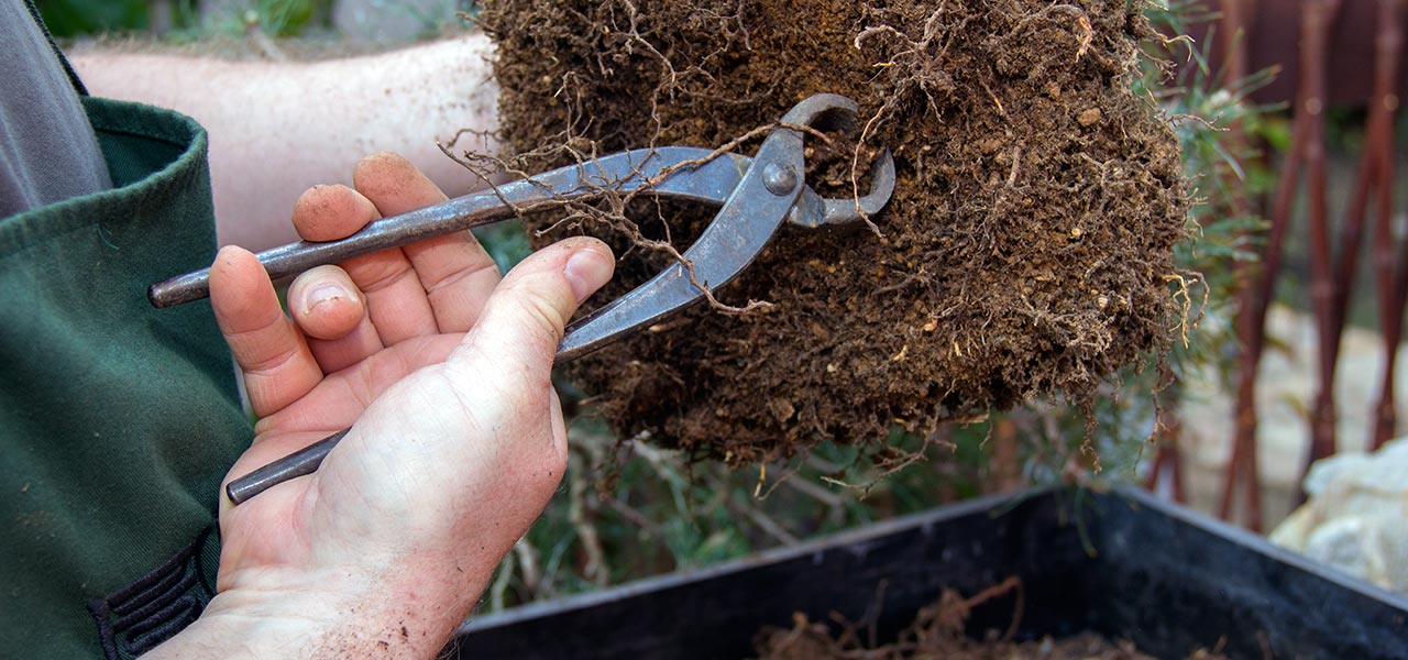 Bonsai repotting tools