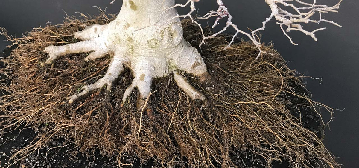 Root work on bonsai trees