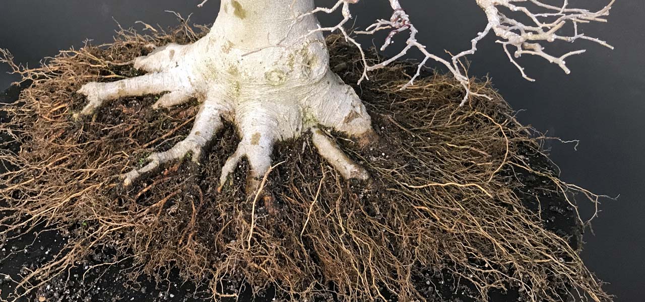 Root work on bonsai trees