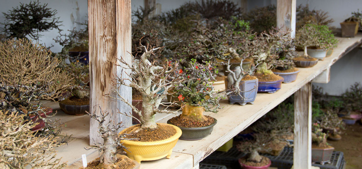 bonsai tree shohin repotting